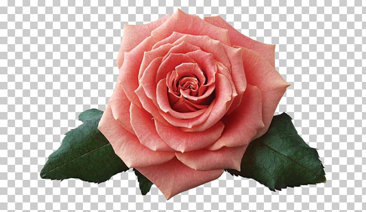 Beach Rose China Rose Flower Petal Pink PNG, Clipart, Beach Rose, China Rose, Cut Flowers, Floribunda, Flower Free PNG Download