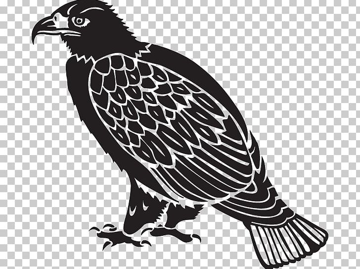Hawk Eagle House Furniture Vulture PNG, Clipart, Animals, Beak, Bird, Bird Of Prey, Black And White Free PNG Download