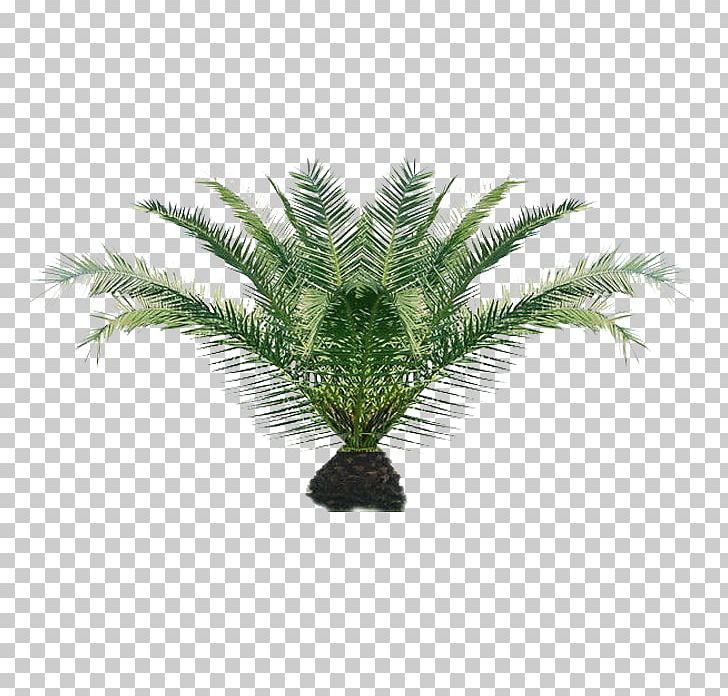 Houseplant Indoor Plants Adonidia Merrillii PNG, Clipart, Adonidia, Adonidia Merrillii, Arecales, Chinese Evergreens, Date Palm Free PNG Download