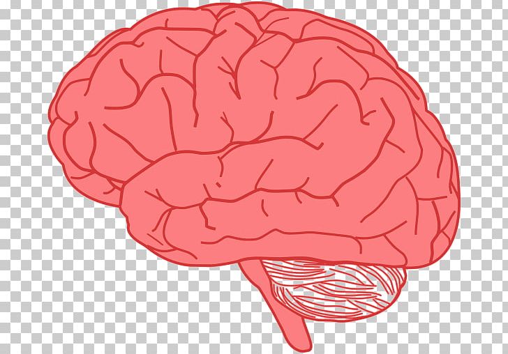 Human Brain PNG, Clipart, Brain, Brain Illustration, Clip Art, Computer, Computer Icons Free PNG Download