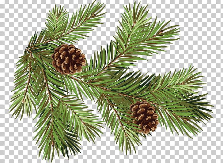 Pine Fir Conifer Cone Spruce Branch PNG, Clipart, Christmas Ornament, Cone, Conifer, Conifer Cone, Conifers Free PNG Download