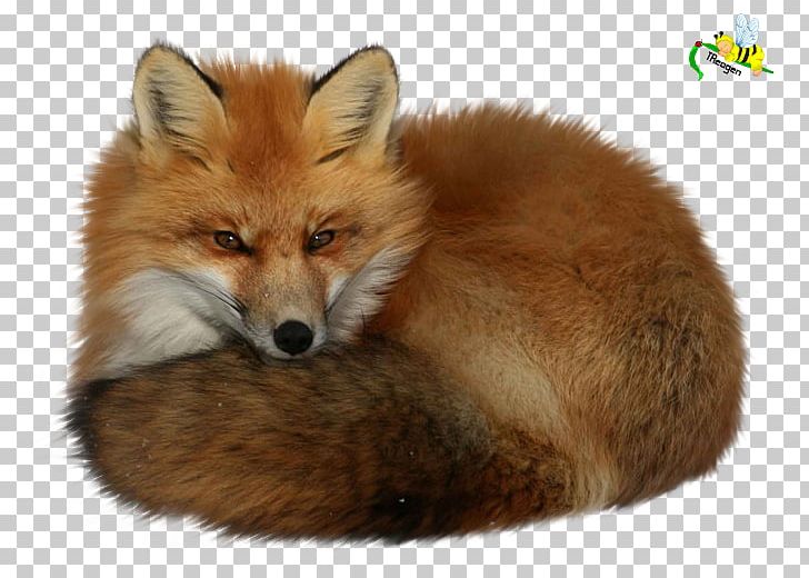 Red Fox Dog PNG, Clipart, Animaatio, Animal, Animals, Animaux, Dog Free PNG Download