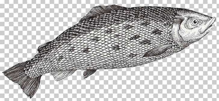 Tilapia Fish Products Oily Fish Atlantic Salmon PNG, Clipart, Animal, Atlantic Salmon, Black And White, Bony Fish, European Perch Free PNG Download
