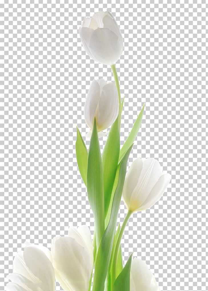 Tulip Flower PNG, Clipart, Background White, Black White, Calas, Computer Wallpaper, Cut Flowers Free PNG Download