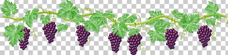 Vine Grape PNG, Clipart, Clip Art, Computer Icons, Download, Encapsulated Postscript, Fruit Nut Free PNG Download