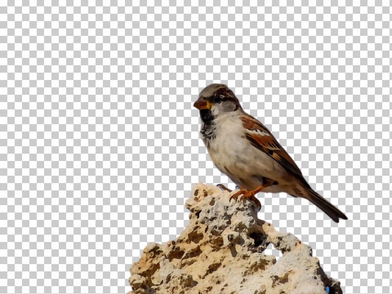 Bird Beak Sparrow House Sparrow Finch PNG, Clipart, Beak, Bird, Falconiformes, Finch, House Sparrow Free PNG Download