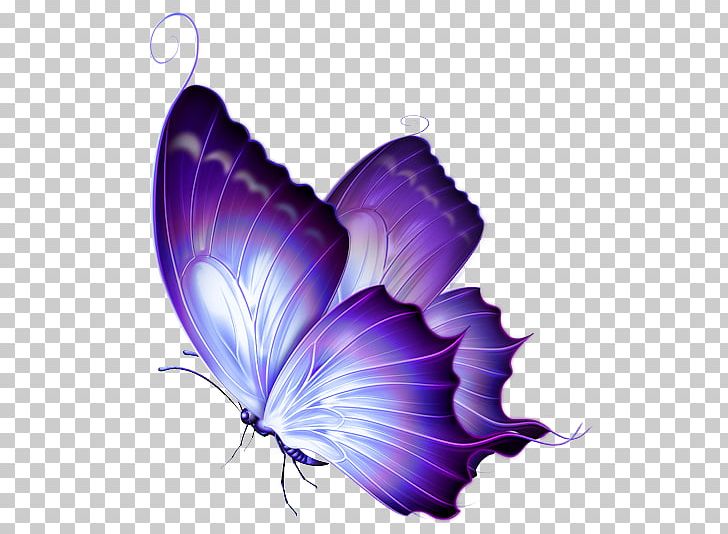 Butterfly Purple PNG, Clipart, Butterflies, Butterfly, Color, Drawing, Flower Free PNG Download