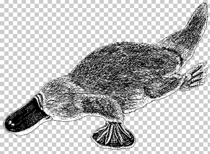 Duck Platypus Sea Turtle Tortoise Beak PNG, Clipart, Anatidae, Animals, Beak, Bird, Black And White Free PNG Download