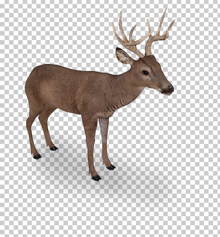 Elk White-tailed Deer Reindeer Even-toed Ungulates PNG, Clipart, Animal, Antler, Bison, Bison Bonasus, Deer Free PNG Download