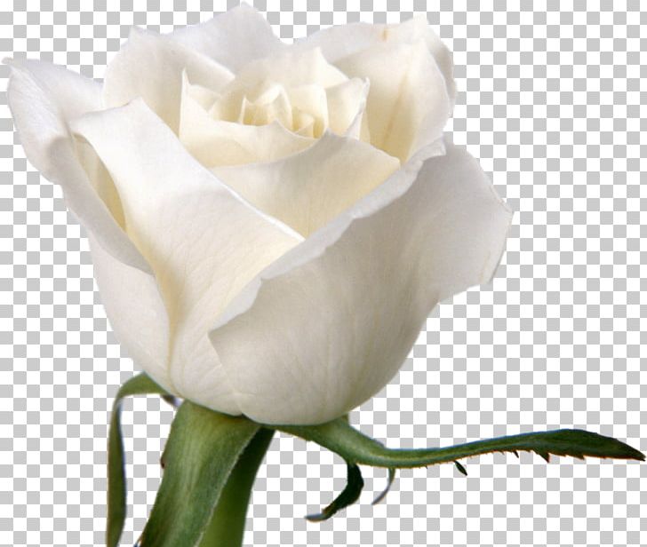 Flower Rose White Desktop Petal PNG, Clipart, Artificial Flower, Blue Rose, Bud, Color, Cut Flowers Free PNG Download