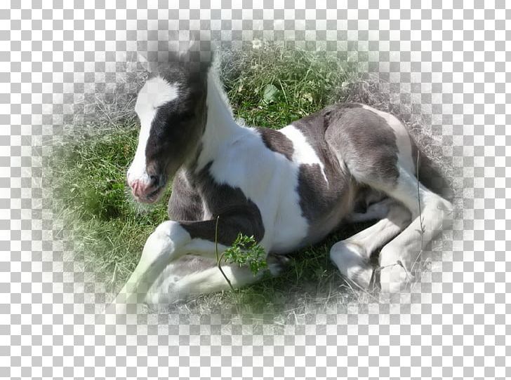 Mare Foal Mustang Stallion Pony PNG, Clipart, Atlar, At Resimleri, Breed, Dog, Dog Breed Free PNG Download