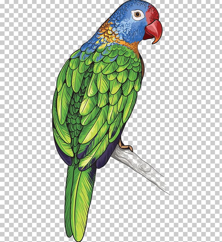 Parrot Bird Feather PNG, Clipart, Adobe Illustrator, Animal, Animals, Artworks, Beak Free PNG Download