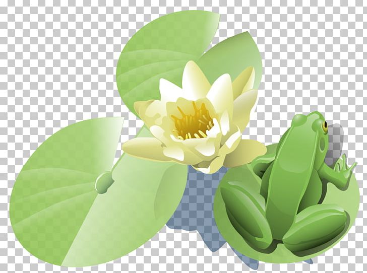 Water Lily PNG, Clipart, Blog, Cartoon, Drawing, Flower, Free Content Free PNG Download