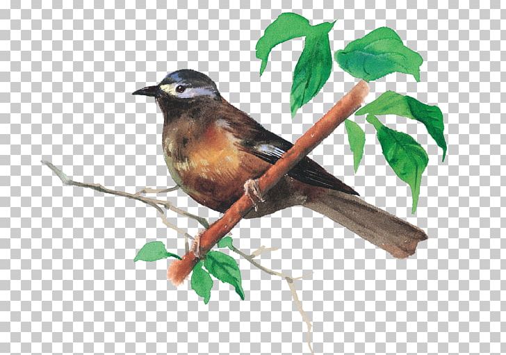 Bird Illustration PNG, Clipart, Animal, Animals, Beak, Bird, Bird Cage Free PNG Download