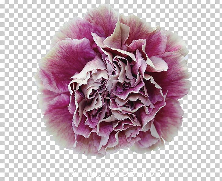 Carnation Antigua Cut Flowers Garden Roses PNG, Clipart, Antigua, Carnation, Cut Flowers, Floral Design, Floristry Free PNG Download