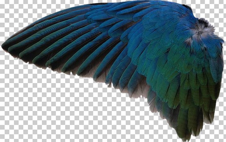 Go Facts Animals Birds Wing Macaw Feather PNG, Clipart, Angel, As Asas Png Graacutetis, Beak, Bird, Blue Free PNG Download