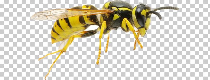 Hornet Characteristics Of Common Wasps And Bees Insect PNG, Clipart, Africanized Bee, Arthropod, Bee, Bumblebee, Honey Bee Free PNG Download
