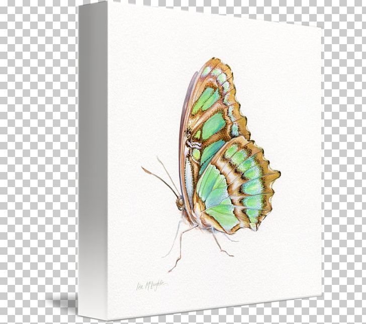 Nymphalidae Butterfly Gallery Wrap Canvas Art PNG, Clipart, Art, Arthropod, Brush Footed Butterfly, Butterfly, Canvas Free PNG Download