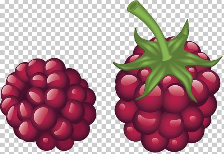 Red Raspberry Drawing PNG, Clipart, Amora, Berry, Cranberry, Food, Fruit Free PNG Download