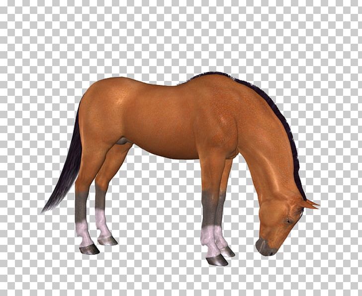 American Miniature Horse Stallion Foal Tail Horsehair PNG, Clipart, Animal, Animal Figure, Bridle, Colt, Equestrian Free PNG Download