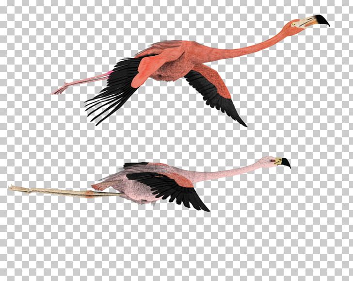Bird Flamingo PNG, Clipart, 3d Computer Graphics, Animal Migration, Animals, Beak, Bird Free PNG Download