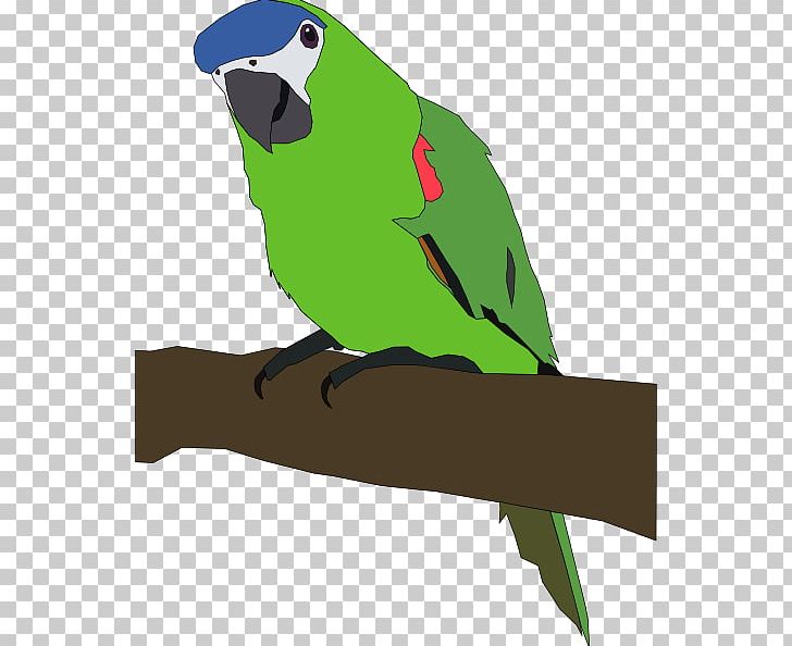 Amazon Parrot Bird Budgerigar PNG, Clipart, Amazon Parrot, Beak, Bird, Budgerigar, Common Pet Parakeet Free PNG Download