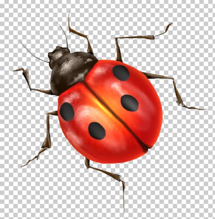 Beetle Ladybird Ladybird PNG, Clipart, Arthropod, Beetle, Encapsulated Postscript, Free, Insect Free PNG Download