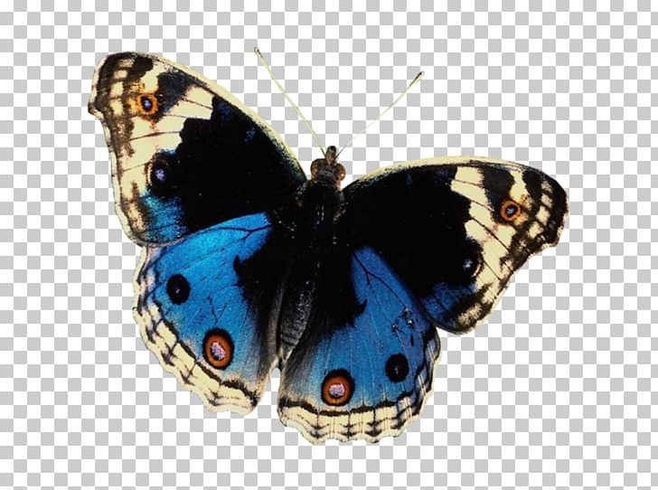 Butterfly Insect PNG, Clipart, Arthropod, Brush Footed Butterfly, Butterflies And Moths, Butterfly, Insect Free PNG Download