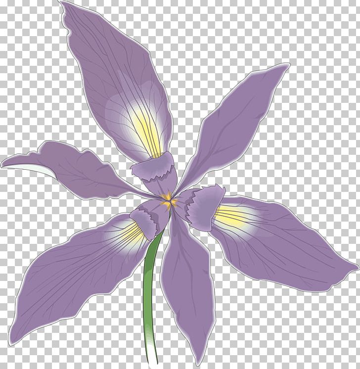 Douglas Iris Flower Photography PNG, Clipart, Douglas Iris, Flower, Flowering Plant, Iris, Irises Free PNG Download