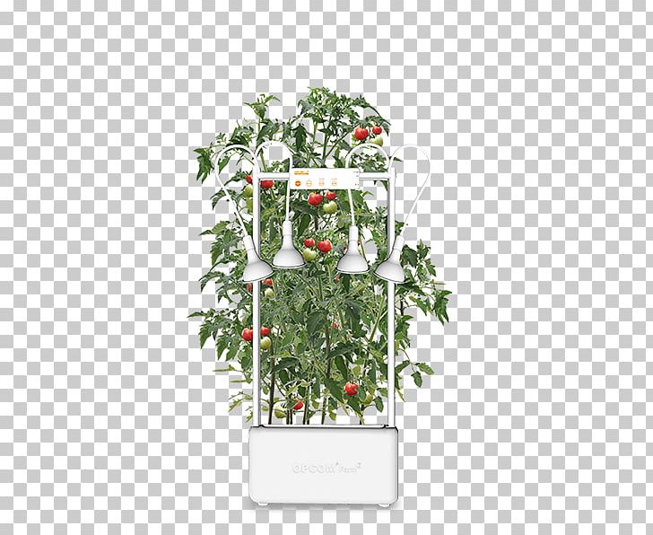 Flowerpot Floral Design Houseplant Tree PNG, Clipart, Art, Christmas Decoration, Evergreen, Flora, Floral Design Free PNG Download