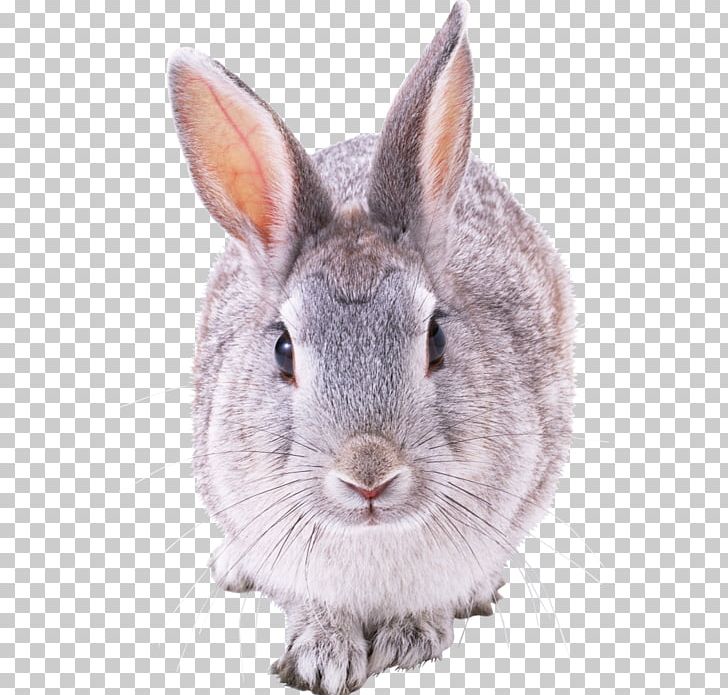 Hare Angora Rabbit French Lop PNG, Clipart, Angora Rabbit, Animals, Computer Icons, Cottontail Rabbit, Domestic Rabbit Free PNG Download