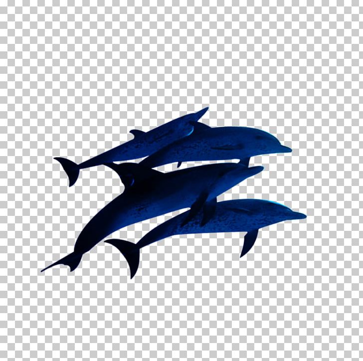 Common Bottlenose Dolphin Sea PNG, Clipart, Animals, Cartoon Dolphin, Common Bottlenose Dolphin, Cute Dolphin, Dolphin Free PNG Download
