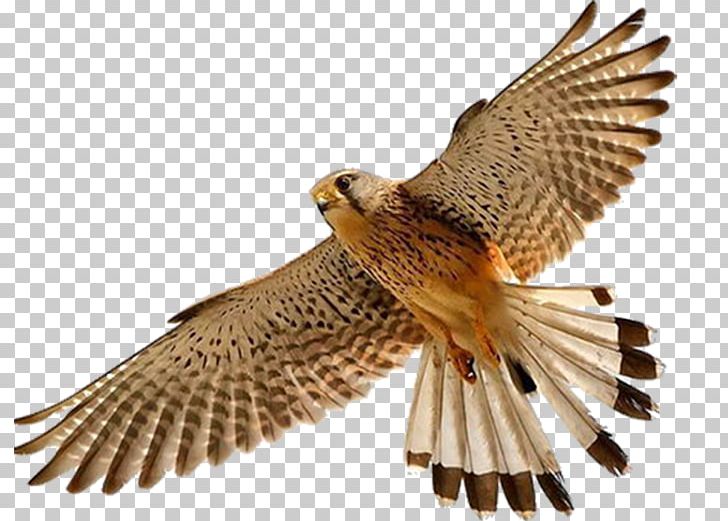 Falcon Bird PNG, Clipart,  Free PNG Download