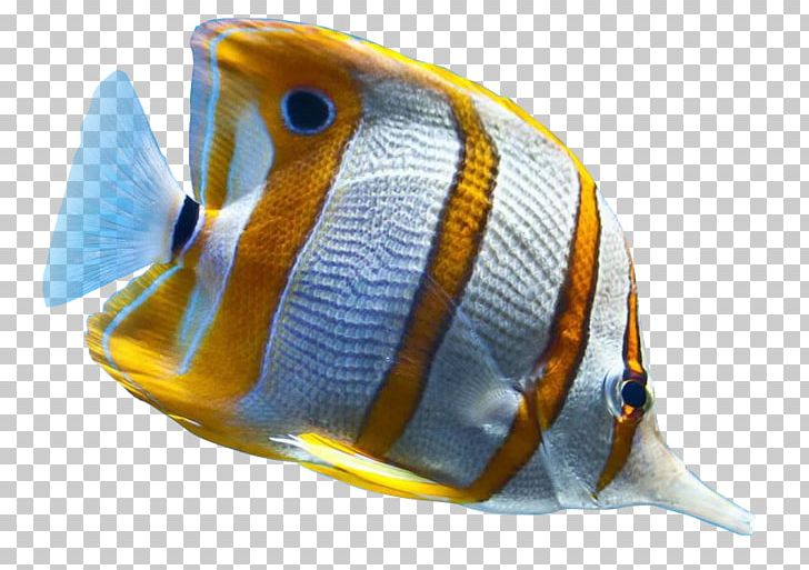 Tropical Fish Ornamental Fish Sea PNG, Clipart, Animal, Animals, Coral Reef Fish, Desktop Wallpaper, Fish Free PNG Download