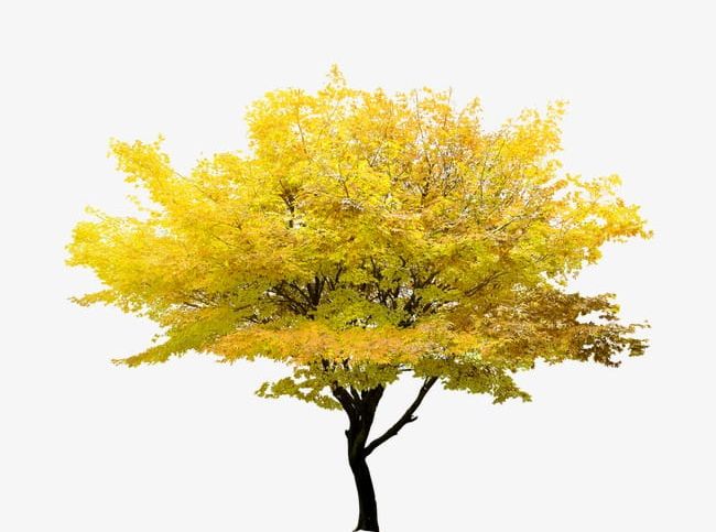 Yellow Tree PNG, Clipart, Leaf, Leaves, Tree, Tree Clipart, Yellow Free