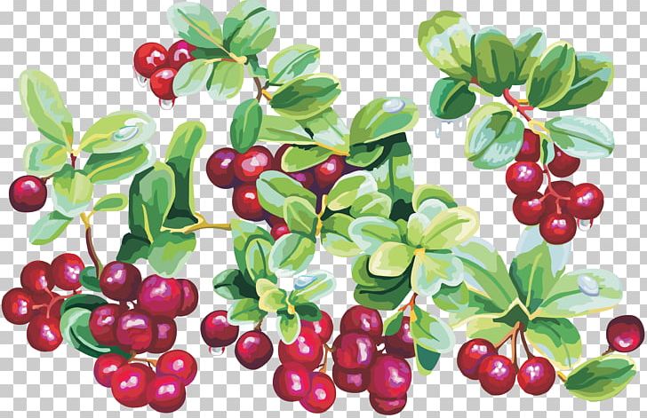 cranberries clip art