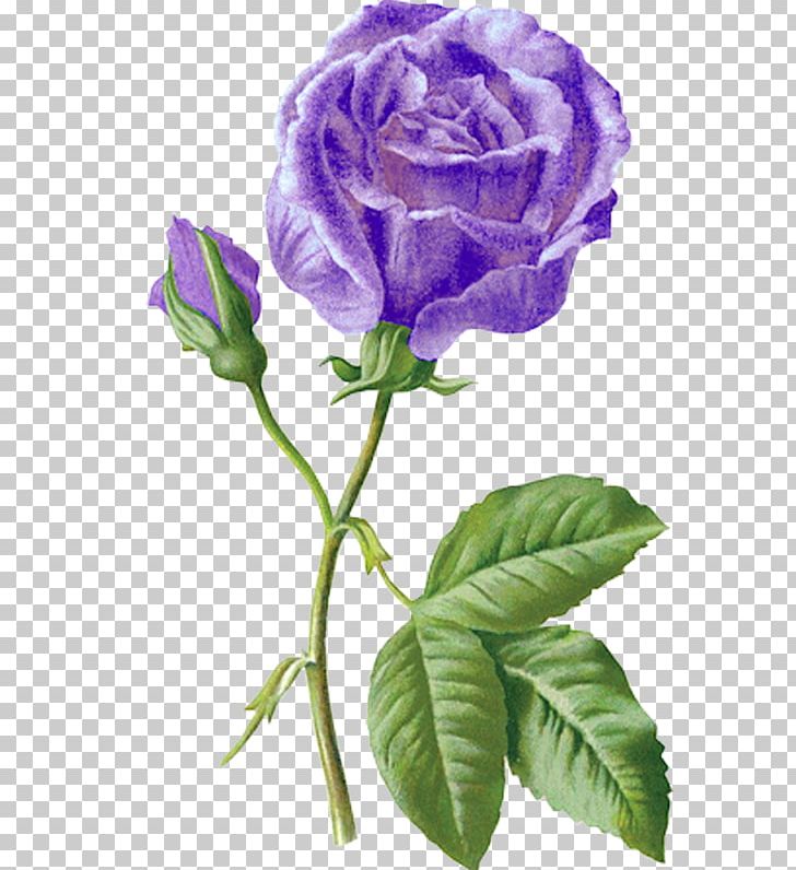 Garden Roses Beach Rose Blue Rose PNG, Clipart, Beach Rose, Blue, Blue Rose, Cut Flowers, Drawing Free PNG Download