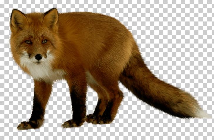 Portable Network Graphics Arctic Fox JPEG PNG, Clipart, Animal, Animals, Arctic Fox, Carnivoran, Desktop Wallpaper Free PNG Download