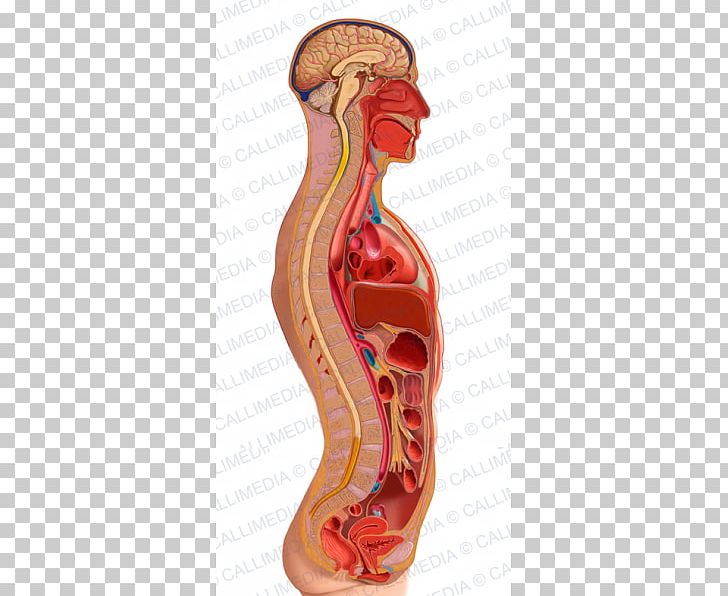 Sagittal Abdomen Sections Anatomy