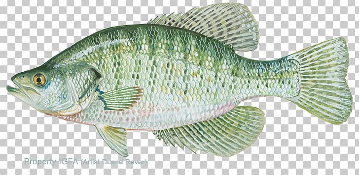 White Crappie Black Crappie White Perch Fishing Bass PNG, Clipart, Animal Figure, Barramundi, Bass, Black Crappie, Carp Free PNG Download