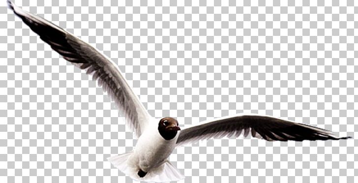 Bird Great Black-backed Gull Flamingos PNG, Clipart, Animals, Beak, Bird, Charadriiformes, Digital Image Free PNG Download