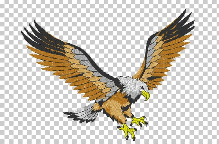 Bald Eagle Bird Hawk Buzzard PNG, Clipart, Accipitriformes, Animal, Animals, Aos, Bald Eagle Free PNG Download
