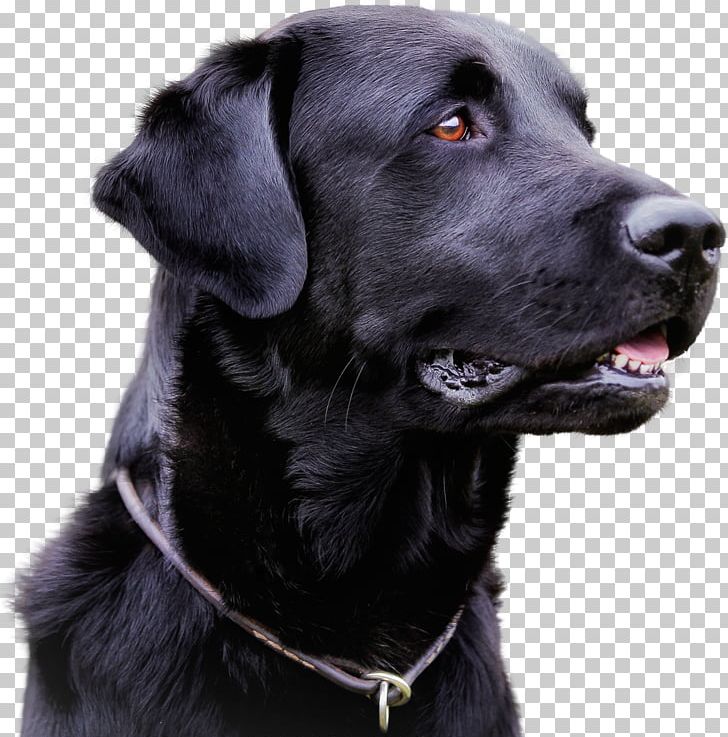 Labrador Retriever Infectious Canine Hepatitis Infection Canine Distemper Canine Parvovirus PNG, Clipart, Adenoviridae, Animals, Borador, Carnivoran, Companion Dog Free PNG Download