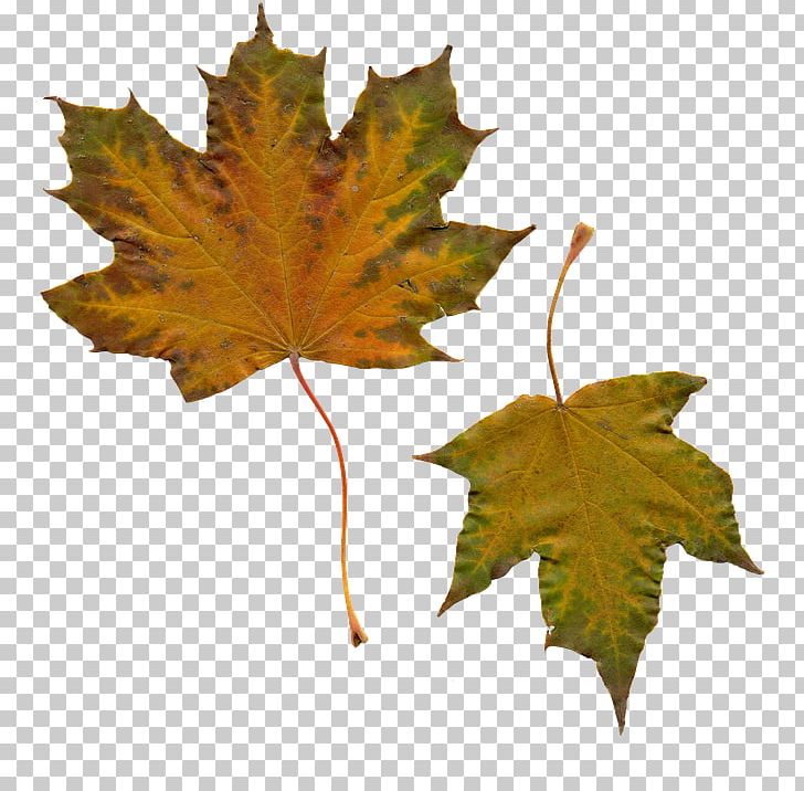 Maple Leaf Portable Network Graphics PNG, Clipart, Autumn, Autumn Leaf, Autumn Leaf Color, Leaf, Maple Free PNG Download