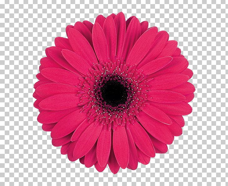 Price Transvaal Daisy Paper Cloth Napkins PNG, Clipart, Cloth Napkins, Cut Flowers, Daisy Family, Flower, Flowering Plant Free PNG Download