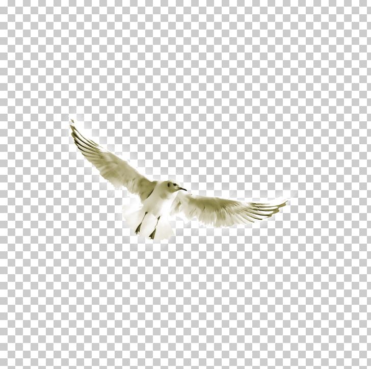 Wing Computer File PNG, Clipart, Angel Wing, Background White, Beak, Bird, Birds Free PNG Download