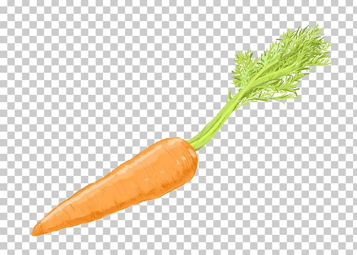 Carrot Cake Baby Carrot Vegetable PNG, Clipart, Baby Carrot, Bunch Of Carrots, Carrot, Carrot Cake, Carrot Cartoon Free PNG Download
