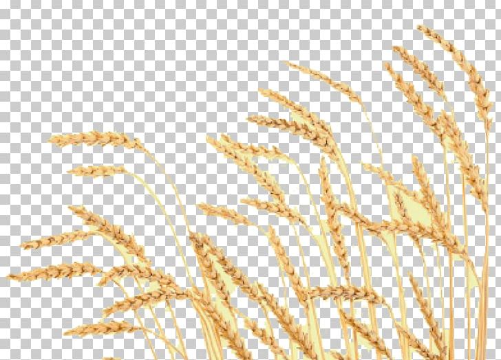 Wheat Food Cereal Mormonism The Church Of Jesus Christ Of Latter-day Saints PNG, Clipart, Bread, Bugday, Cereal, Cereal Germ, Dinkel Wheat Free PNG Download