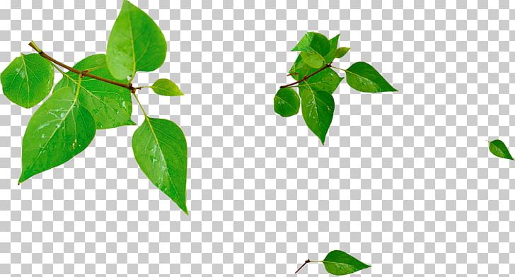 Green Leaf PNG, Clipart, Branch, Download, Drawing, Euclidean Vector, Fall Leaves Free PNG Download