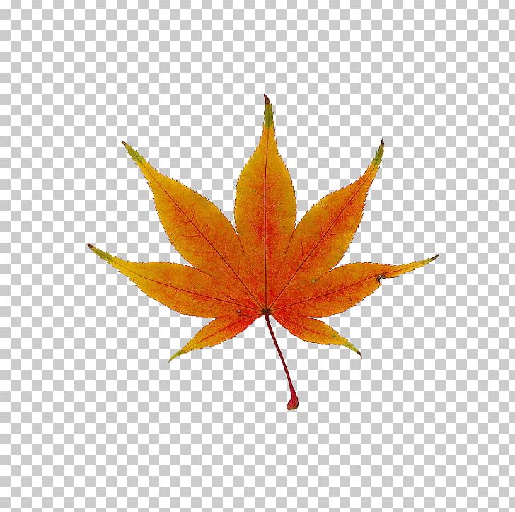 Japanese Maple Red Maple Maple Leaf Tree PNG, Clipart, Acer Japonicum, Autumn Leaf Color, Boxelder Maple, Japanese Maple, Leaf Free PNG Download